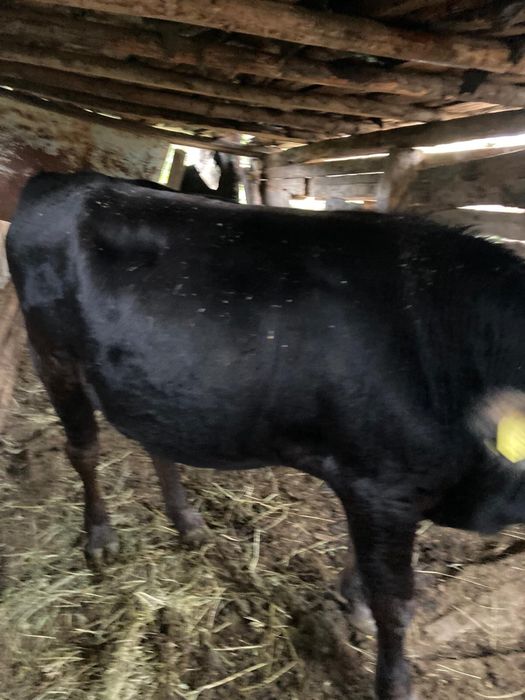 Taur de vanzare rasa Angus