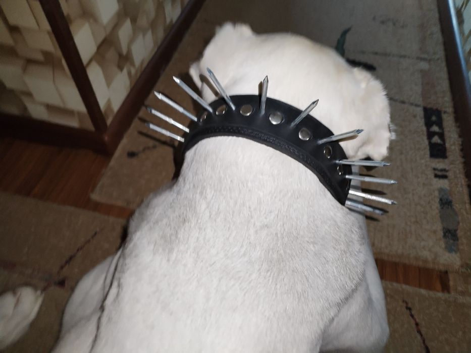 Аксесуары для крупных собак.Новыв