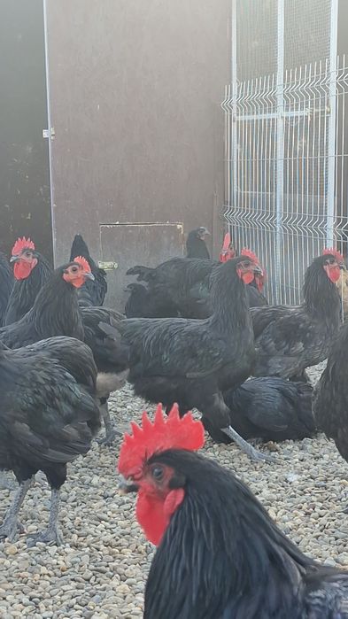 Ouă pentru incubat și pui