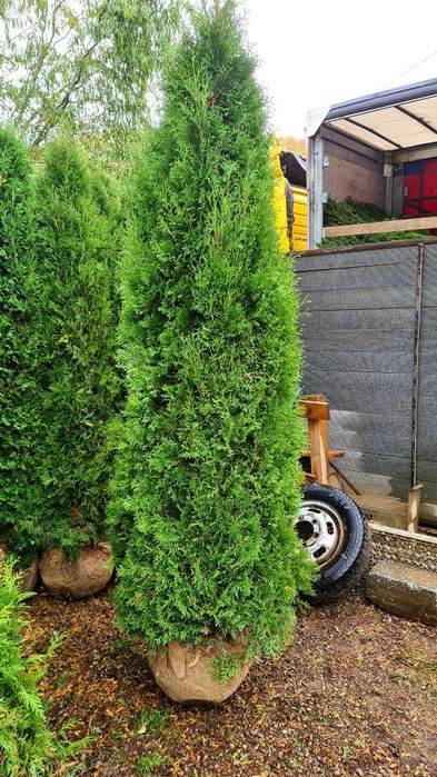 Tuia smaragd toate dimensiunile