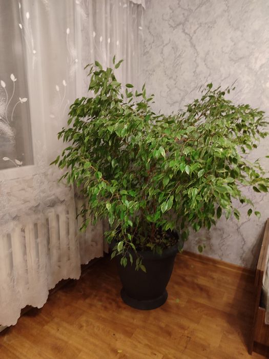 Фикус Бенджамина