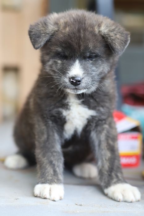 Puiut Akita Inu brindle mascul