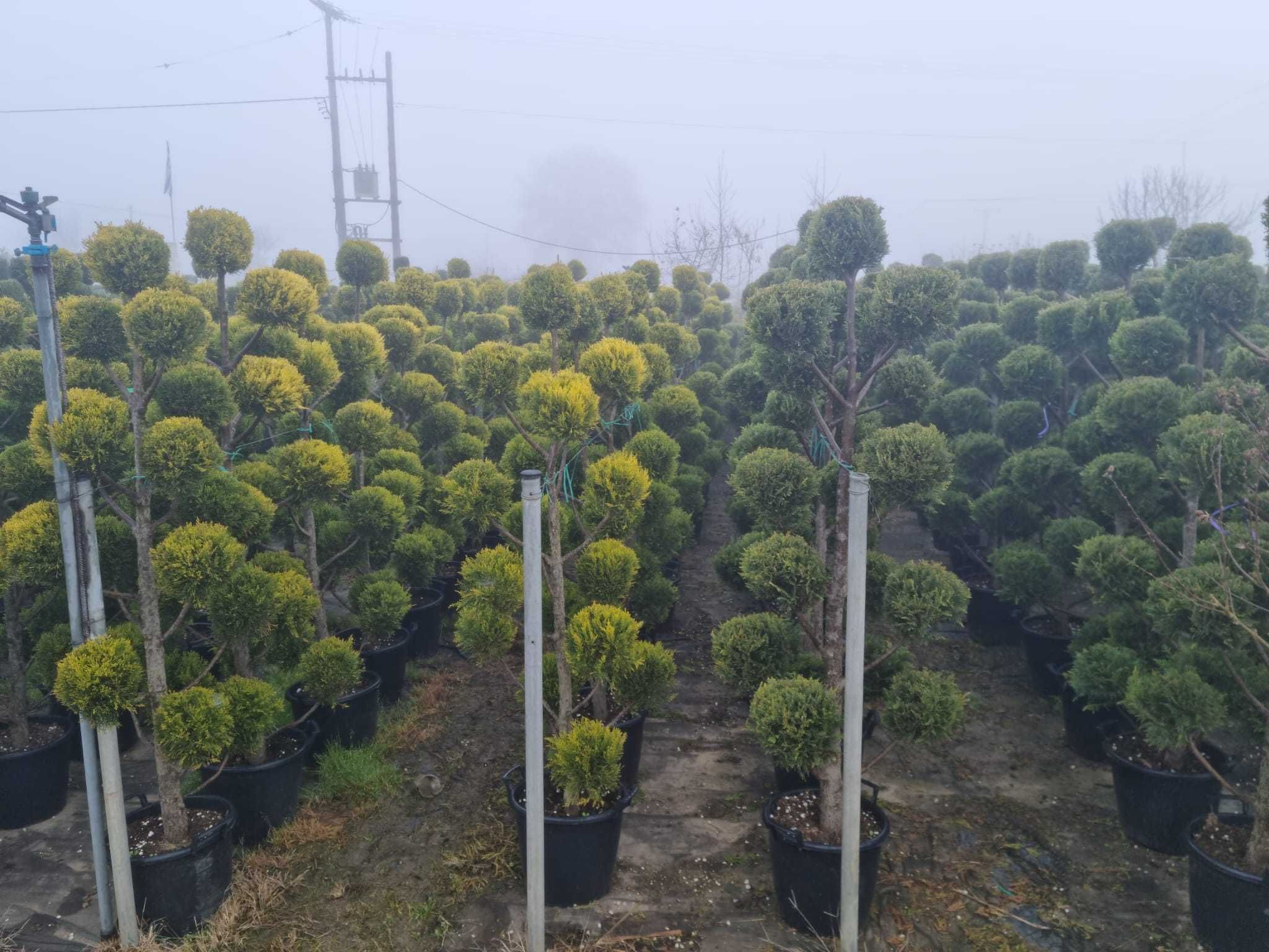 Chiparos (Cupressus) forme Spirala Pon Pon la ghiveci diverse culori