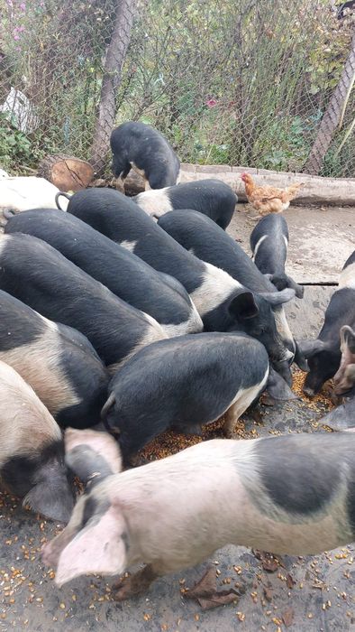 Pt gospodărie cine dorește