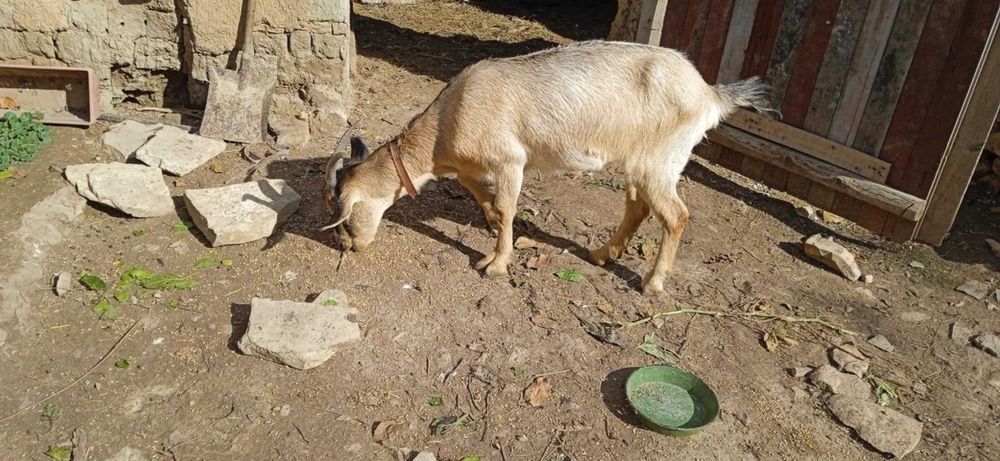 4 кози, 3 женски, 1 мъжки, на възраст от 9 до 18 месеца