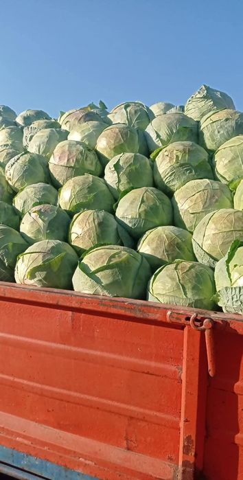 Varza româneasca cu livrare la domiciliu dv