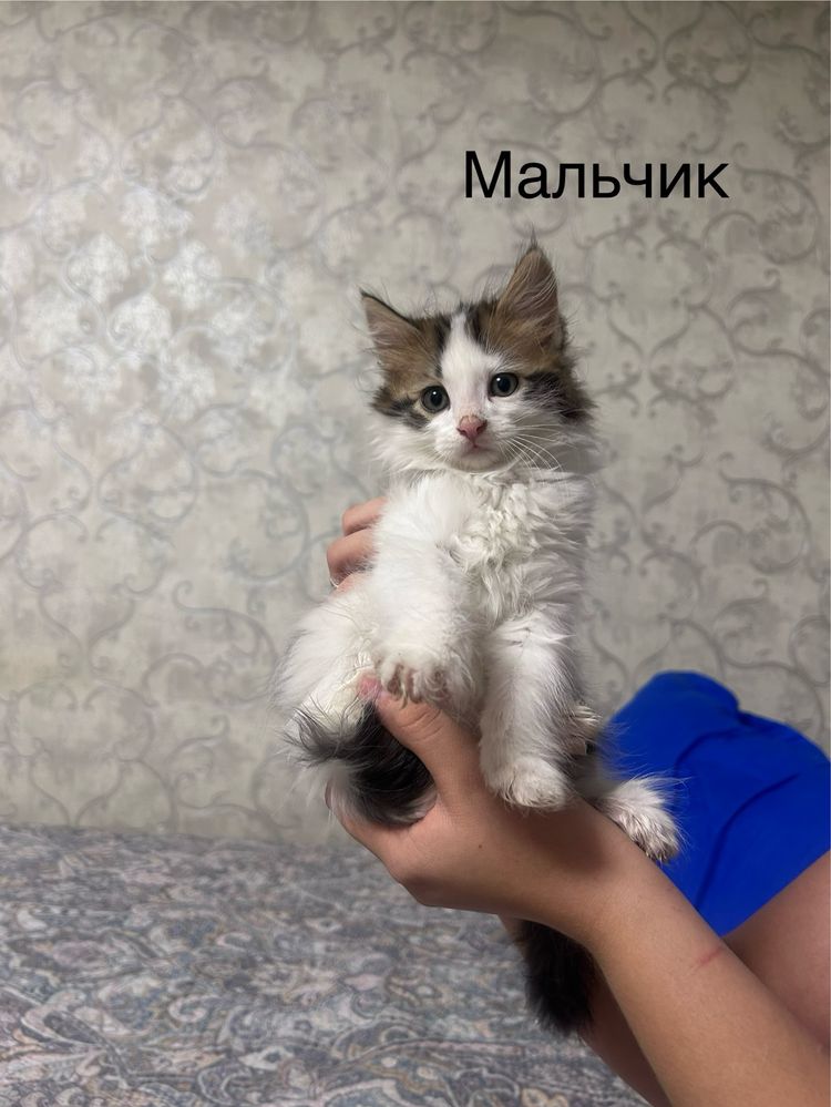 Котята ищут добрых хозяев)