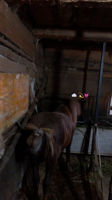 Vând armasar de 6 ani sau manta