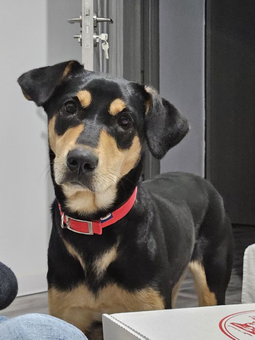 Donez Cățelușă Copoi Ardelenesc -Metiși