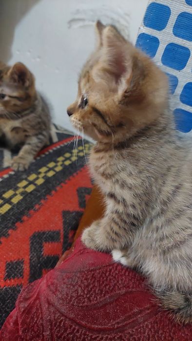 Британская короткошерстная.г. Шымкент