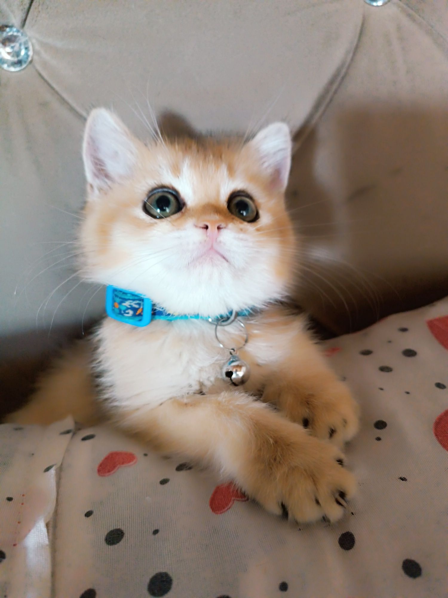 Britanskiy golden shinshila