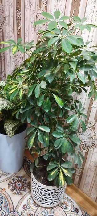 Сотилади гулар ч