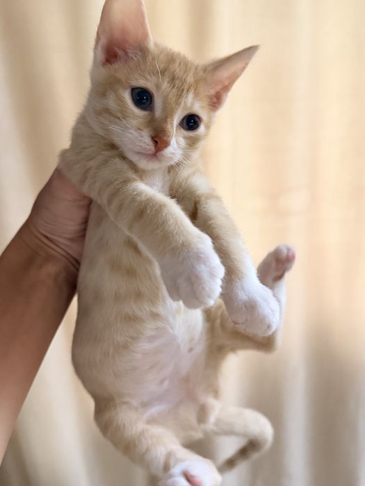 Отдам котенка бесплатно Девон Рекс
