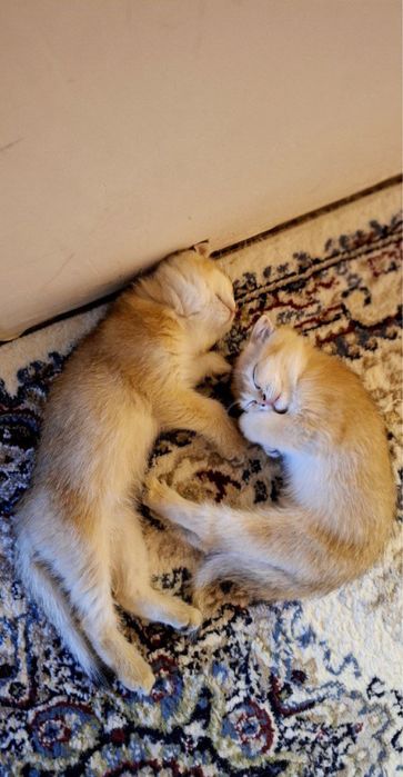 Скотиш фолд золотая шиншилла