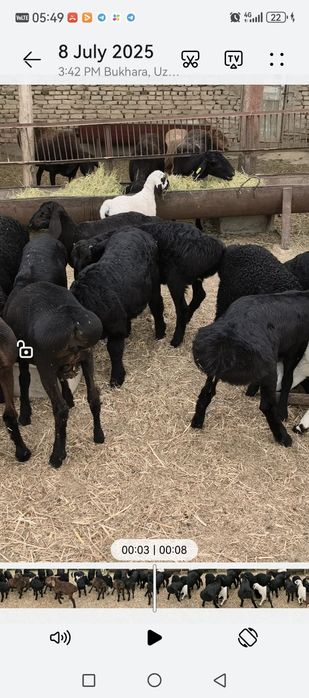 Qo'chqorlar sotiladi sifatli uyda toza yemlar bilan boqilgan