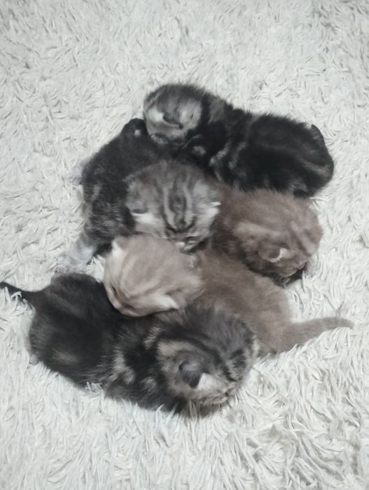 Готовятся к продаже котята  шотландские