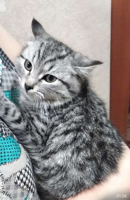 Отдам в добрые руки