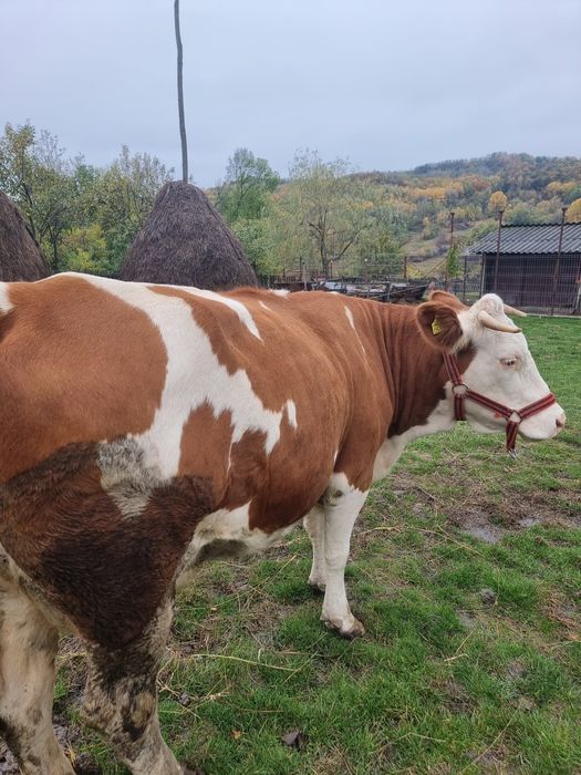 Baltata românească + vitel