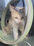 Котенца за осиновяване