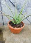 Aloe Vera Barbadensis