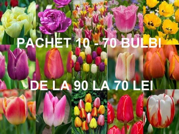 Bulbi de lalele diverse pachete de la 1 leu