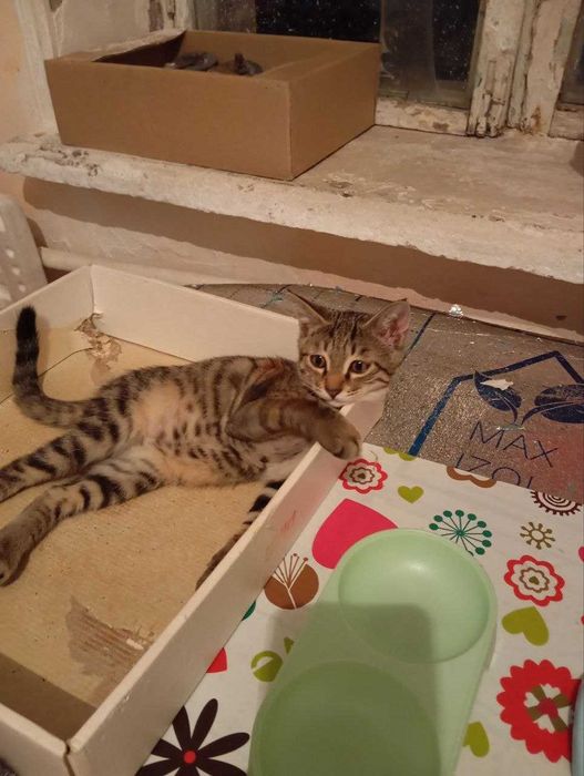 бесплатно отдам котёнка