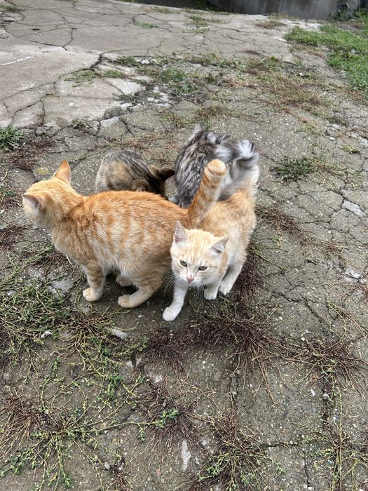 Отдам даром котяты