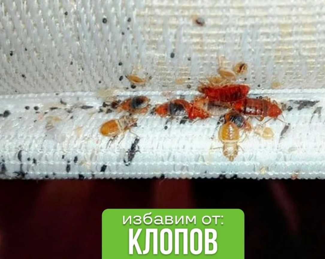 Обработка от клопов и тараканов — дезинфекция hovli ofis kvartira