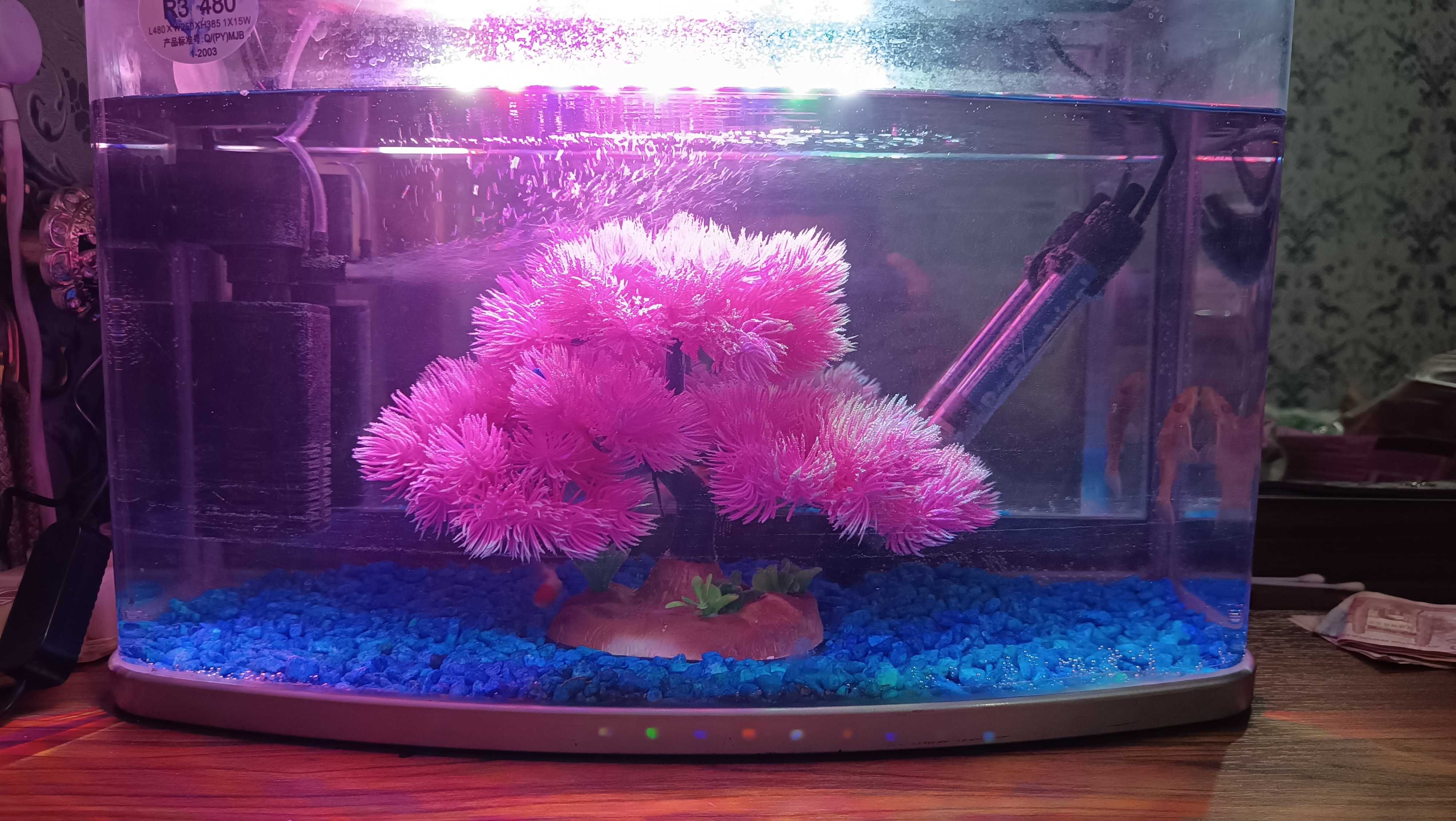 Akvarium sotiladi baliqlar bilan