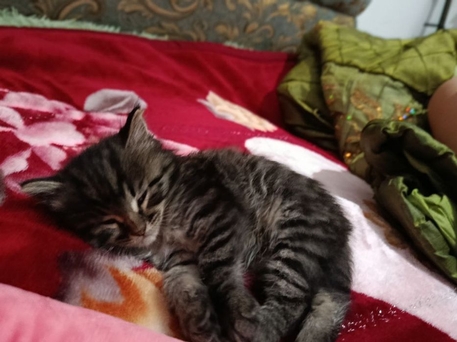 Отдам котят в хорошие руки