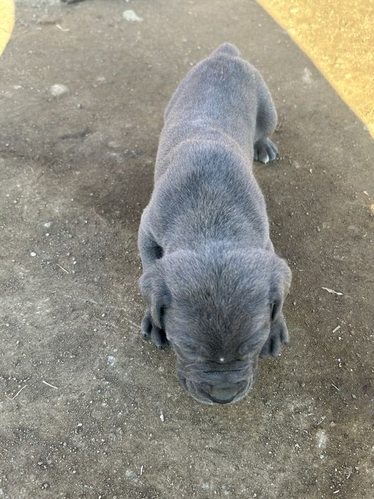 Последно мъжкарче