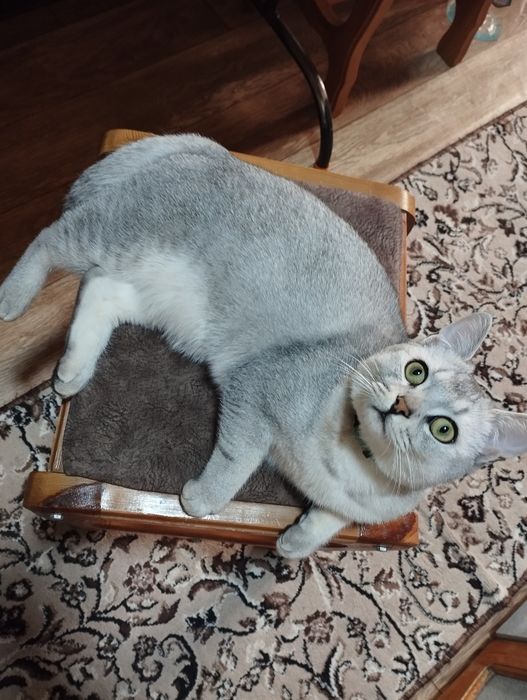 Серебристый шиншилла тозза, эркак,  цена 100$