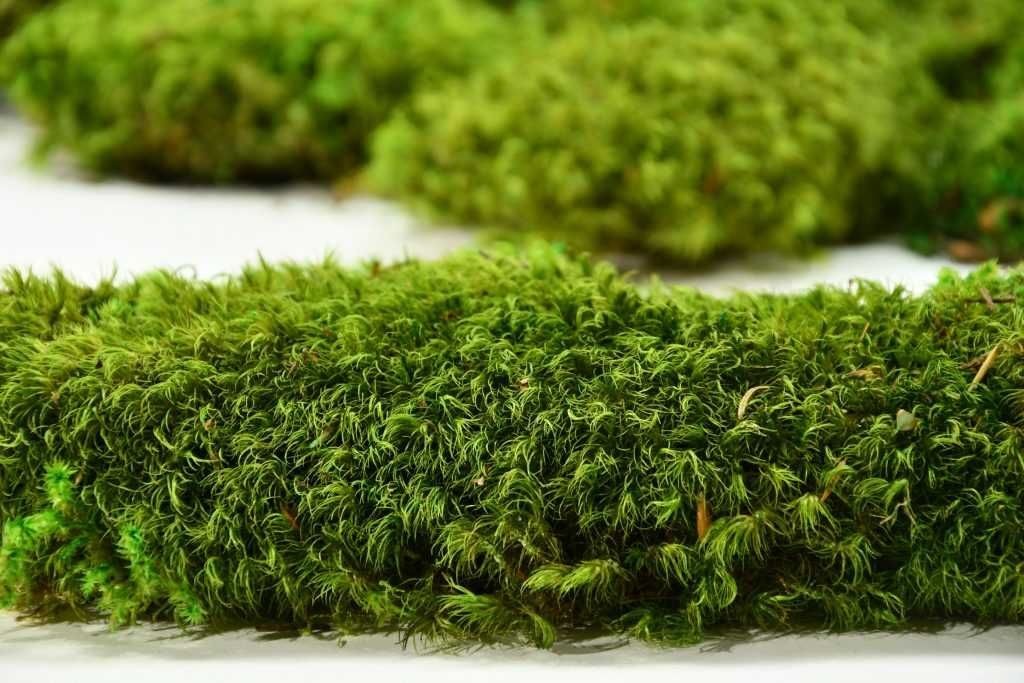 Косовиден скандинавски естествен мъх - Hair Moss
