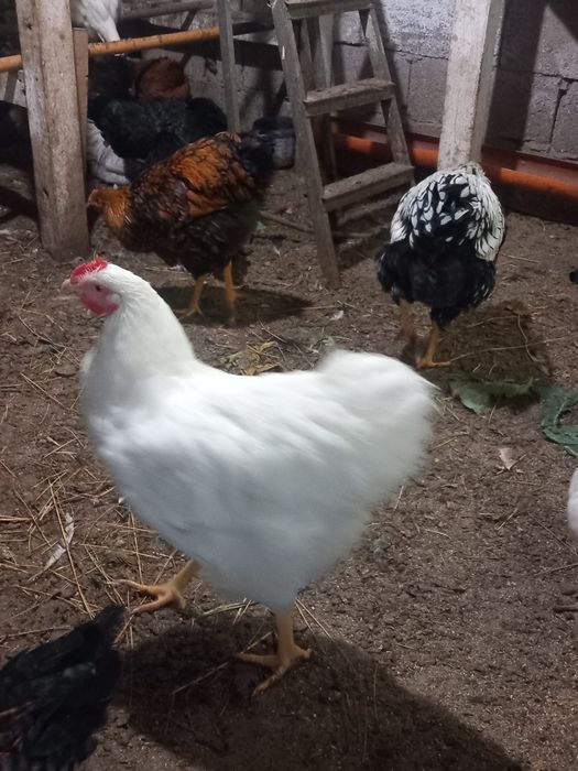 Петли и пуйки и пуяци