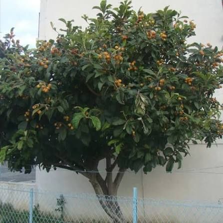 Pomi Fructiferi Deosebiți (Mosmon )