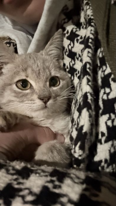 Милые котята в добрые руки