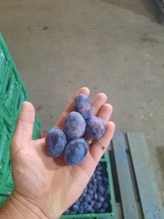 Prune de consum prune bistrițene