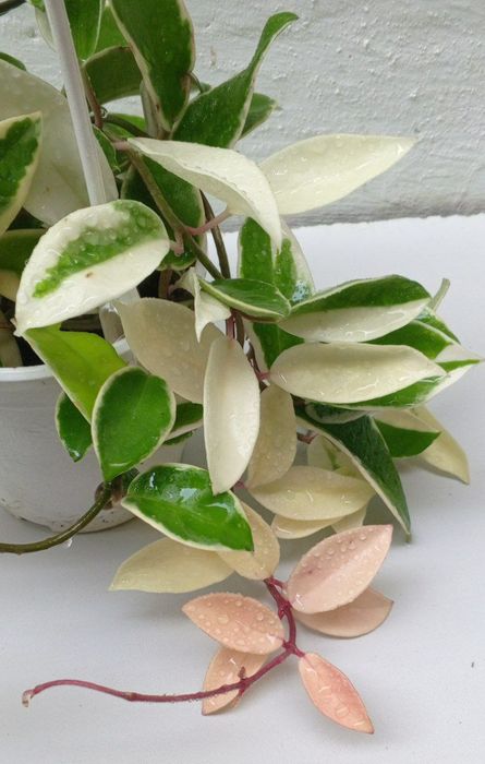 Хойя ‘Krimson Queen’ (или ‘Tricolor’). Экзотический сорт хойи.