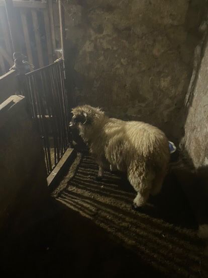 Berbecii la schimb sau vanzare