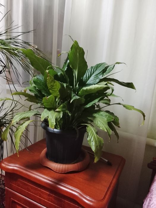 Женское счастье цветок