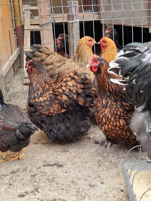 Orpington auriu de vânzare