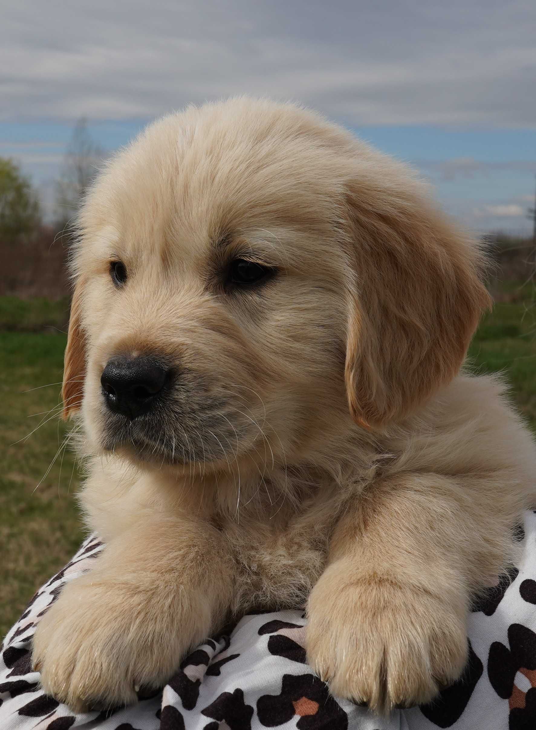 Golden retriever