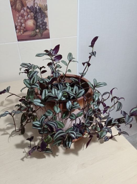 Традесканция зебрина