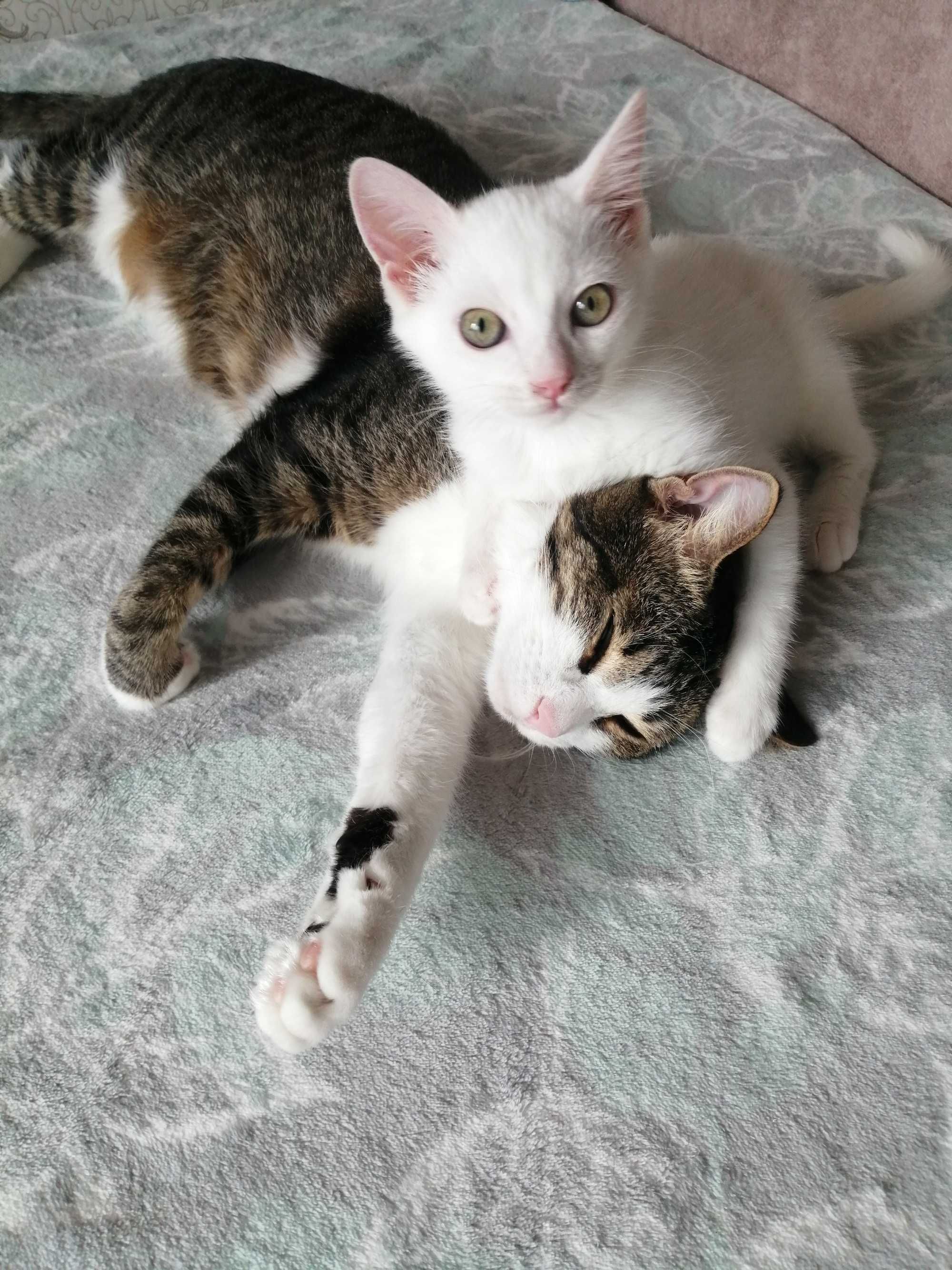 Кошечка ищет любящую семью