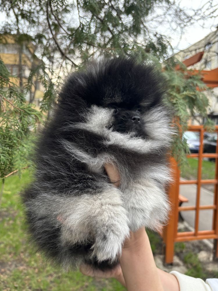 Pui Mascul Pomeranian—Certificat Pedigree
