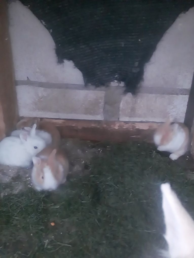 Pui iepurasi Miny toy,  rasa pitca, nu cresc mari