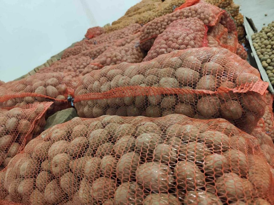 Vând cartofi sămânță și mărunt