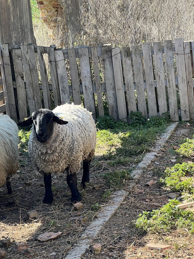 Suffolk berbec de 2 ani jumate