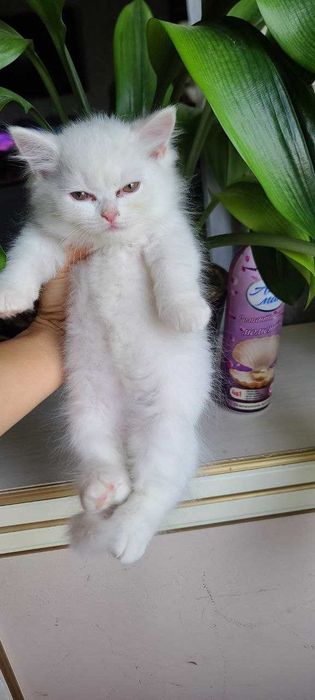 Sotiladi Scottish fold(stray) продажа скоттиш фолд[страй)