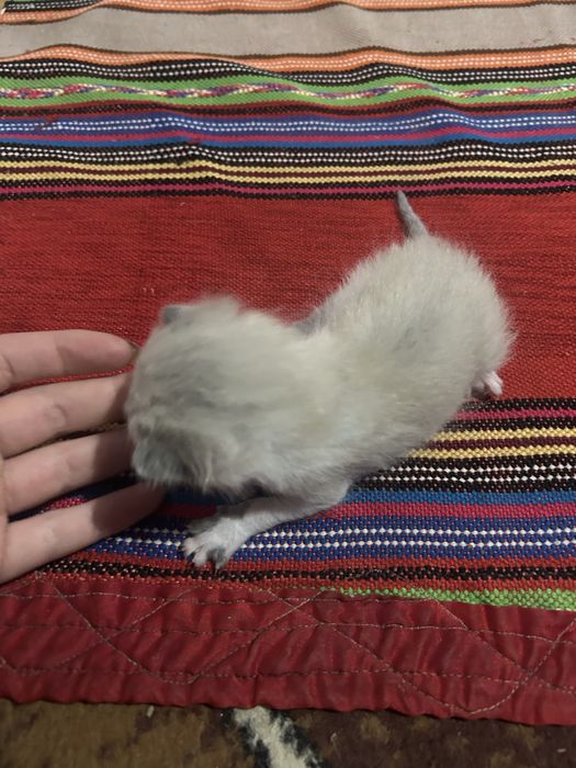 4 puiuti de pisica